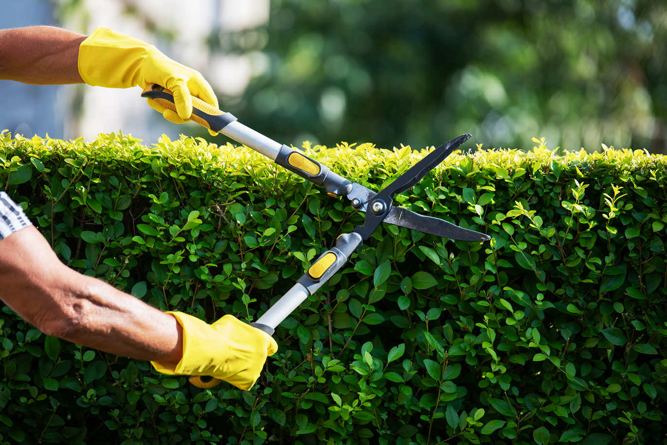 Person trimming green garden hedge