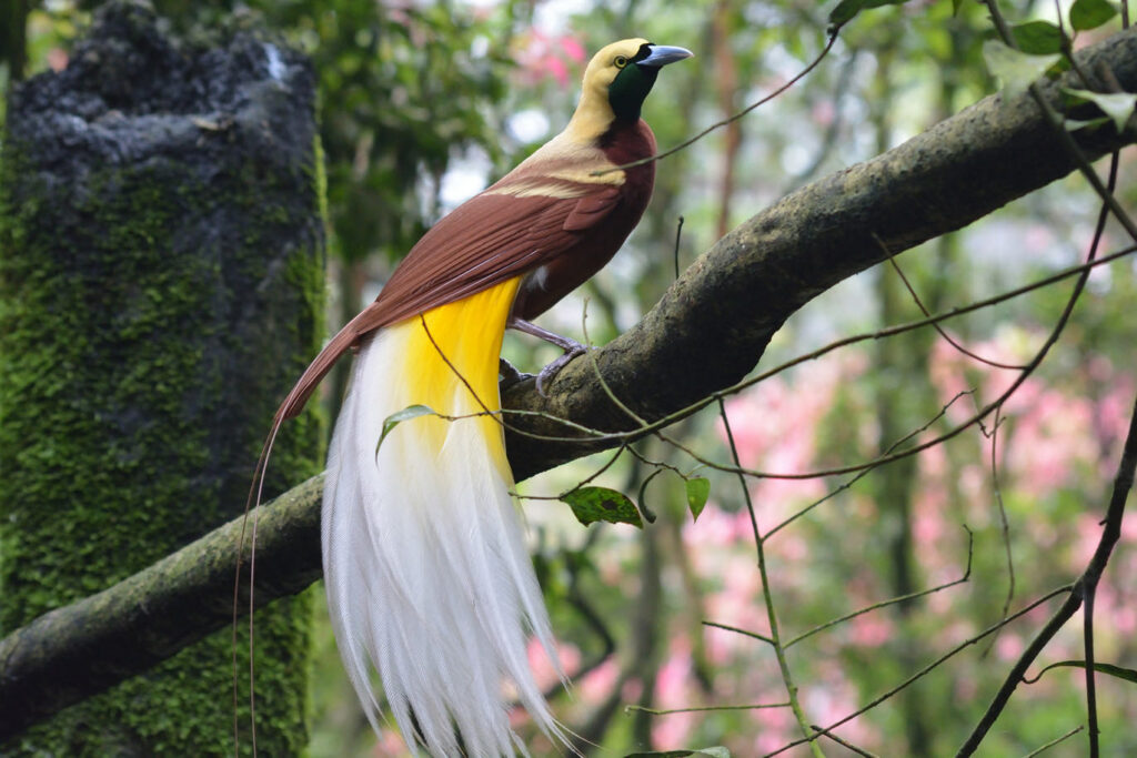 Bird of paradise on branch
