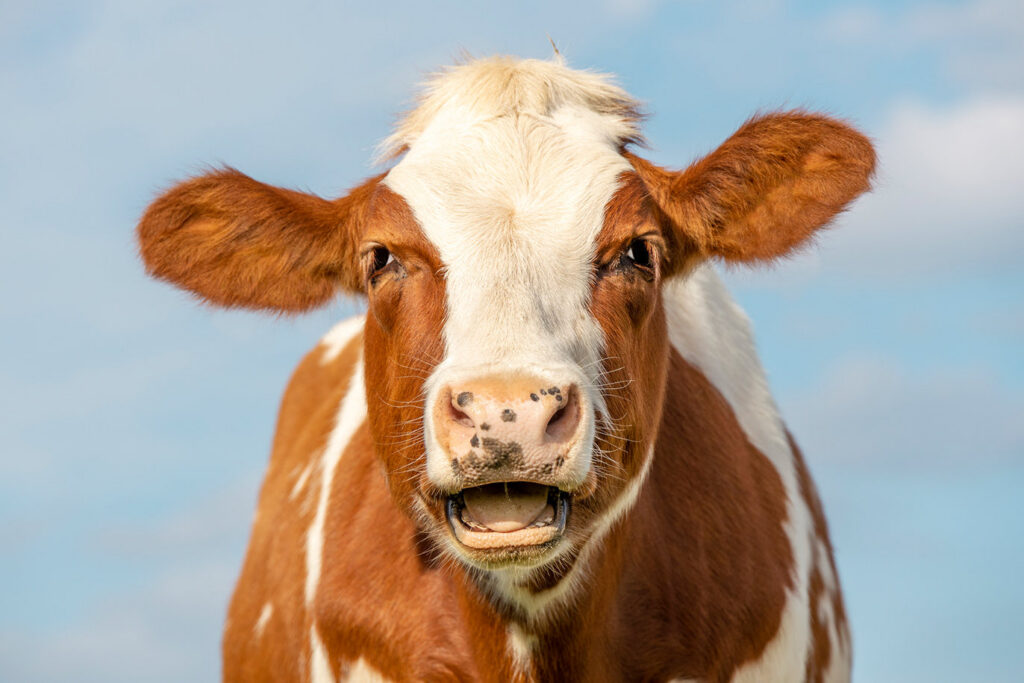 Brown and white cow face