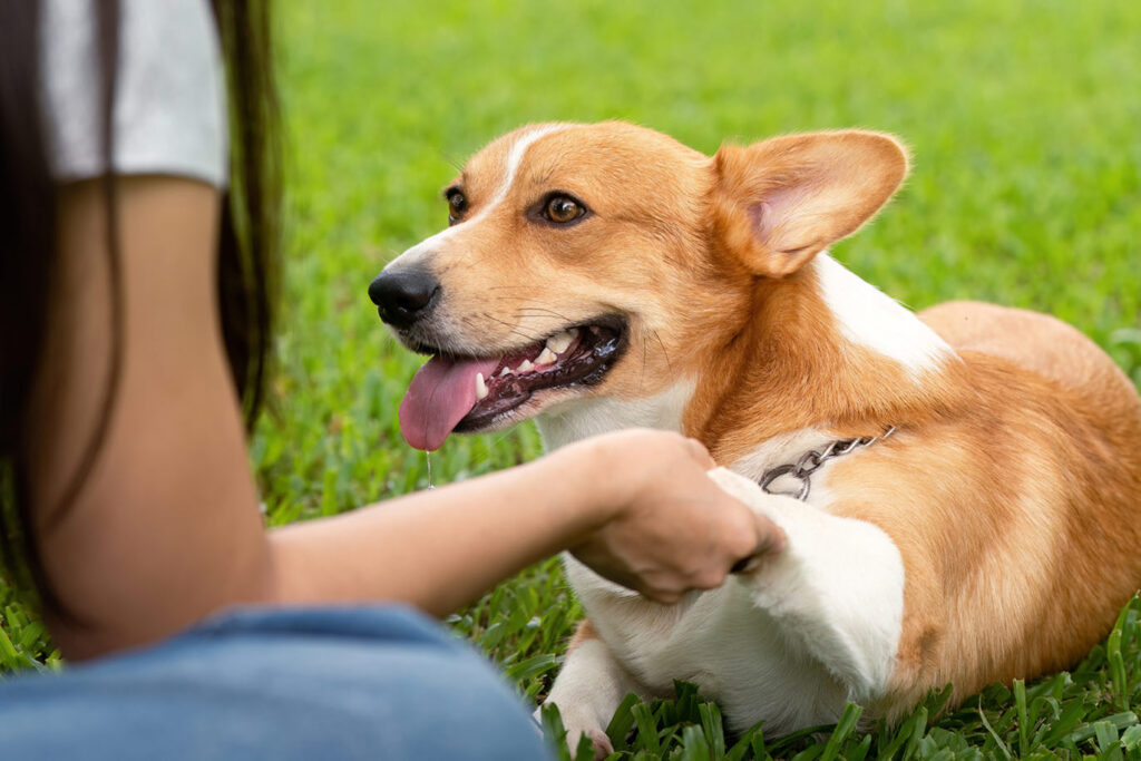Corgi shaking hands with person