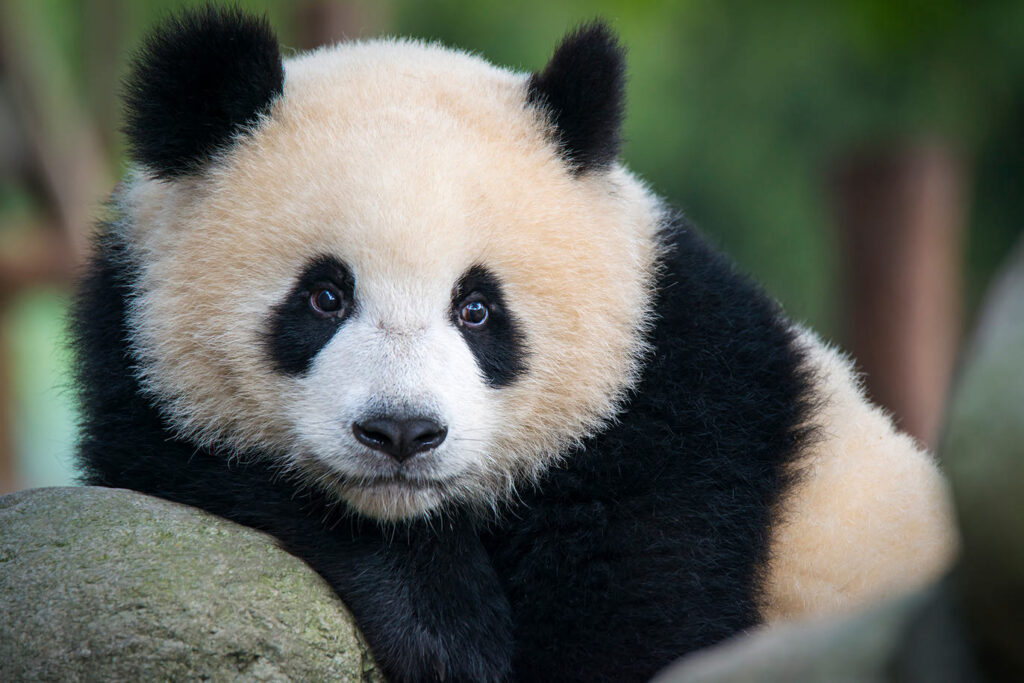 Giant panda resting on rock