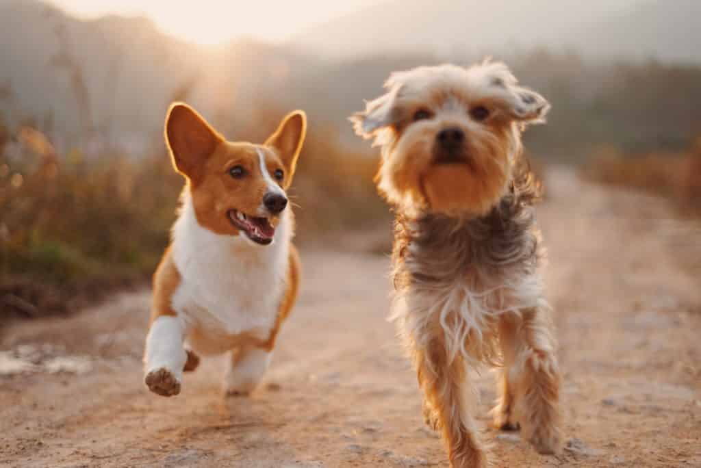 Dogs running - ambassador programs for dog owners