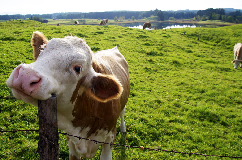 Happy cow on green fields with a lake